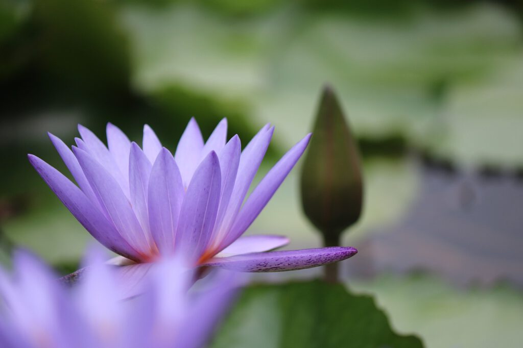 FLOR DE LOTO - GESTION EMOCIONAL - REIKI