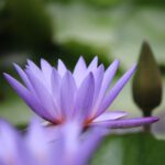 FLOR DE LOTO - GESTION EMOCIONAL - REIKI